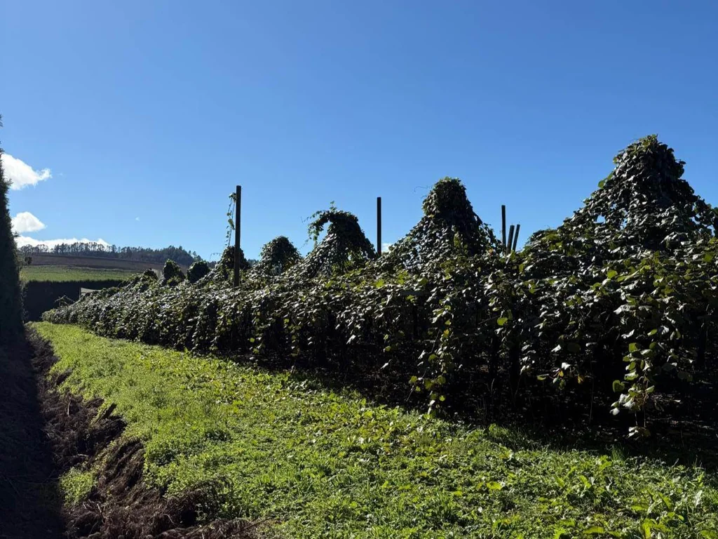 Waihi Capitalize on the Gold Standard