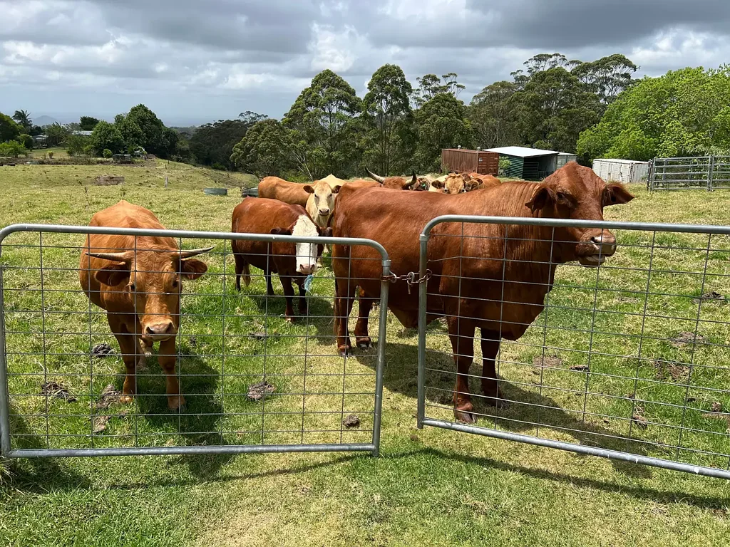 Mount Mee Your Country Hideaway Awaits!