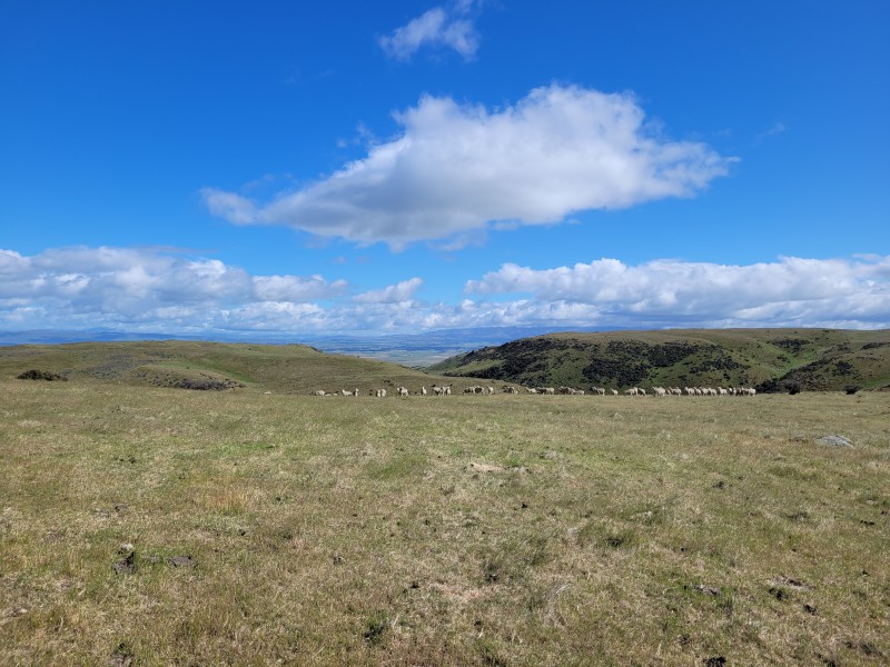 Hamilton Diggings Road, Ranfurly, Otago, 0 Bedrooms, 1 Bathrooms