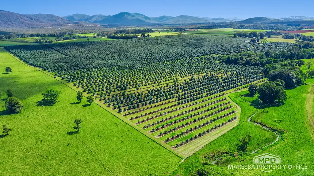 Upper Barron 160-ACRE HASS AVOCADO ENTERPRISE - FERTILE VOLCANIC SOILS