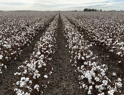 Part Farm 1082, 1386 Murrami Road, Leeton, Riverina, 0 rūma, 0 rūma horoi, Lifestyle Property