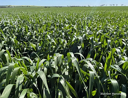 . 'Moyston', Cunderdin, WA 6407, 4 ห้องนอน, 2 ห้องน้ำ, Lifestyle Property