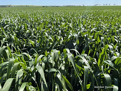 . 'Moyston', Cunderdin, WA 6407, 4房, 2浴, Lifestyle Property