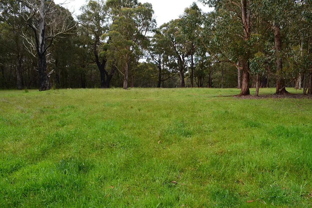 Barongarook Bring the trees to life...