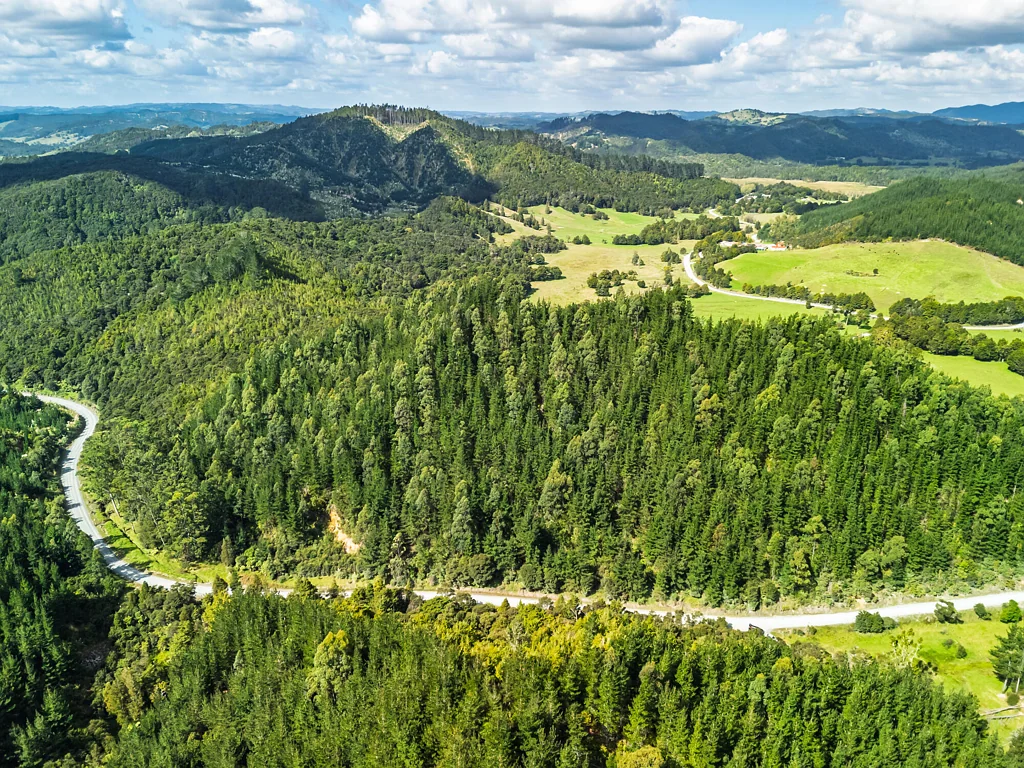 Matawaia Mid north forestry investment