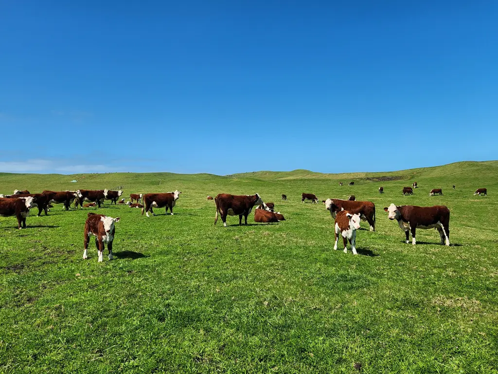 Dargaville Surrounds A Trophy Coastal Paradise