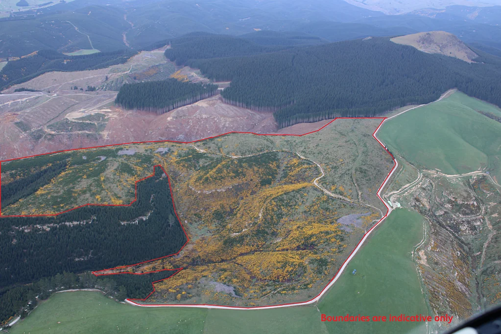 Palmerston Mount Trotter forestry investment