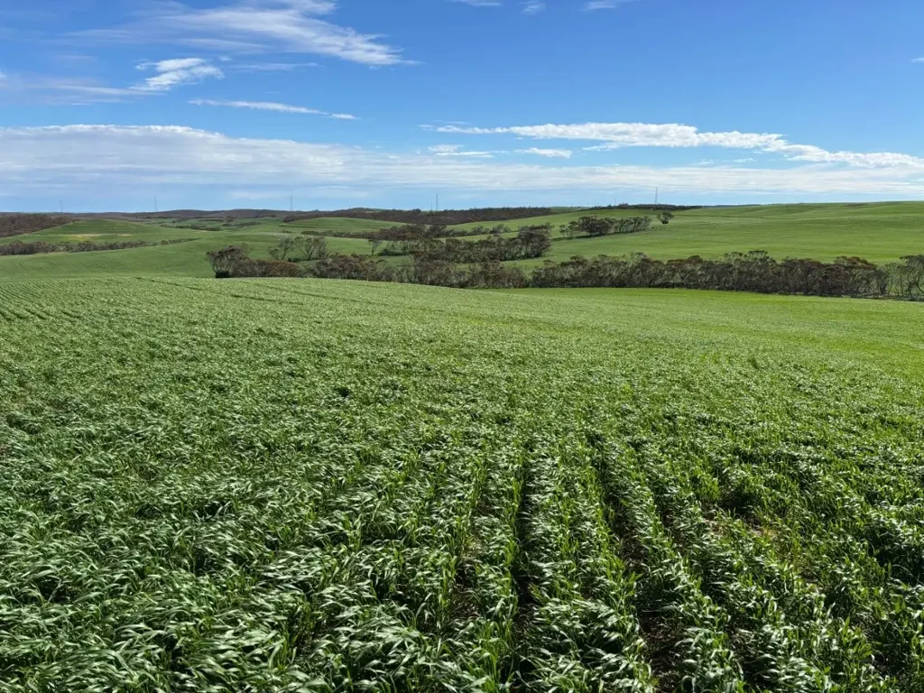 Cleve  Excellent Farming Opportunity in reliable Cleve Hills