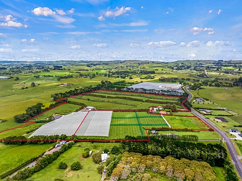 Waiuku  Kiwifruit - a growing opportunity