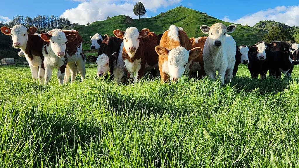 Douglas Great Grazing At Kiore