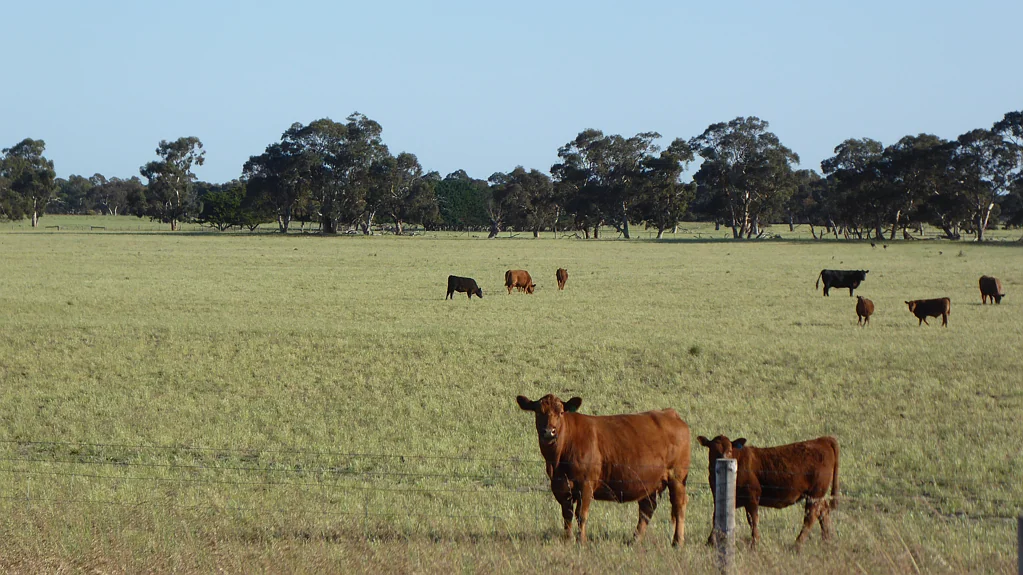 Tintinara Versatile Cropping and Grazing blocks