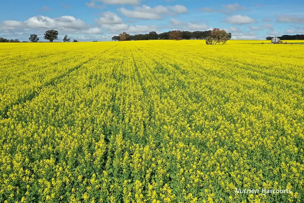 New Norcia  "Desirable, Reliable, Productive"