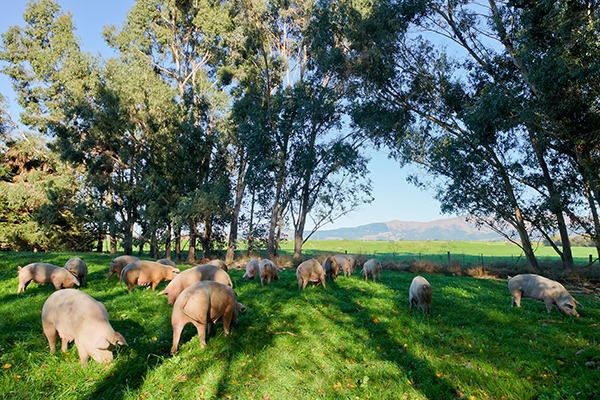 55 Bussells Road, Makikihi, Waimate, 0 rūma, 0 rūma horoi