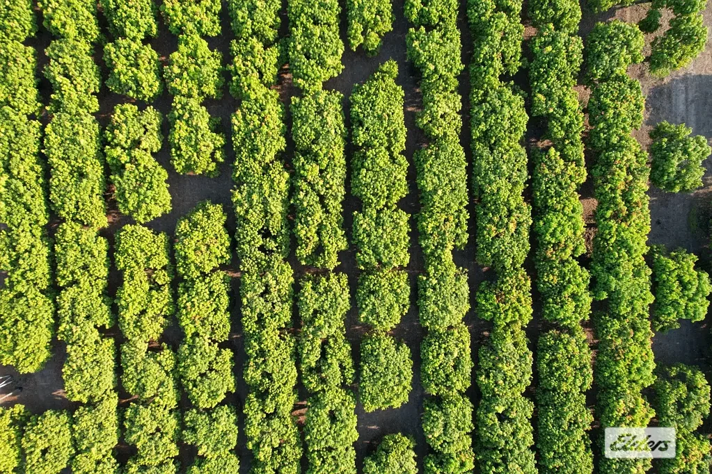 Tumbling Waters Established Mango Orchard Opportunity