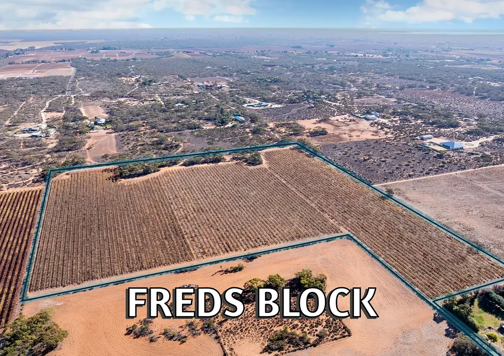 Winkie FREDS BLOCK - must be sold