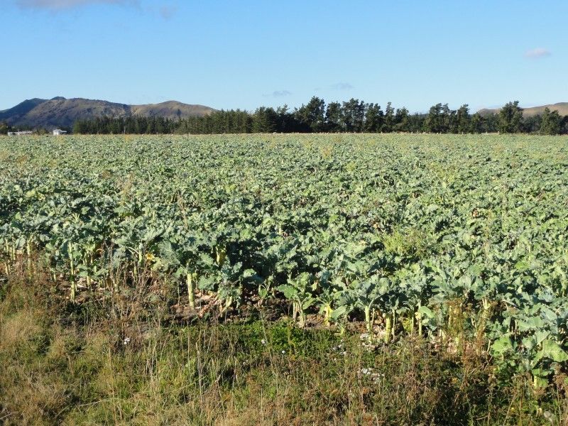 260 Lyndon Road, Waiau, Hurunui, 0房, 0浴