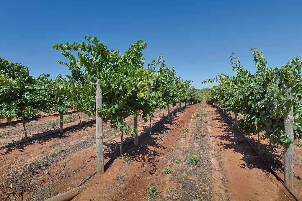 Red Cliffs 7.5 Ha Vineyard.
