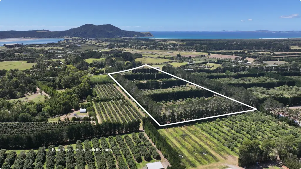 Pukenui Dream Lifestyle Avocado Orchard