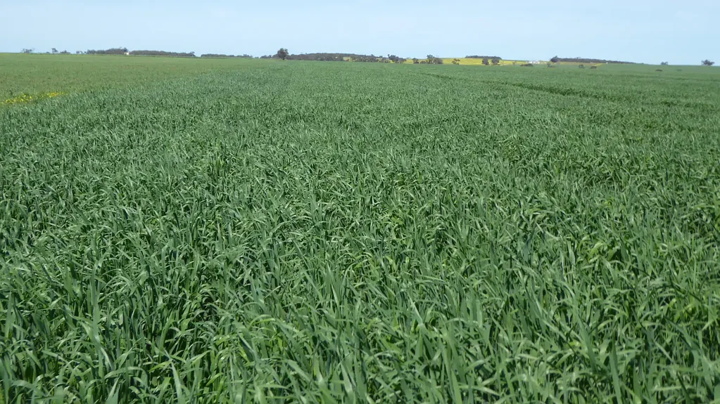 Mundulla West  Quality Cropping & Grazing Land