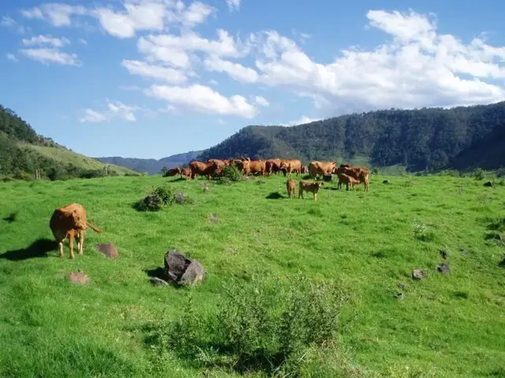 Illinbah 50 Acres Gold Coast Hinterland (Canungra)