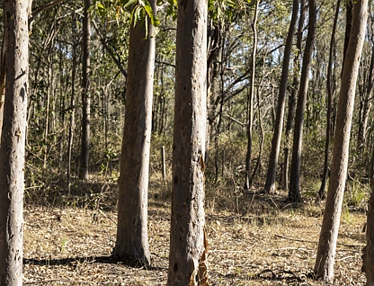 LOT 144 Fifteen Mile Road, Murphys Creek, Toowoomba, 0 Schlafzimmer, 0 Badezimmer, Section