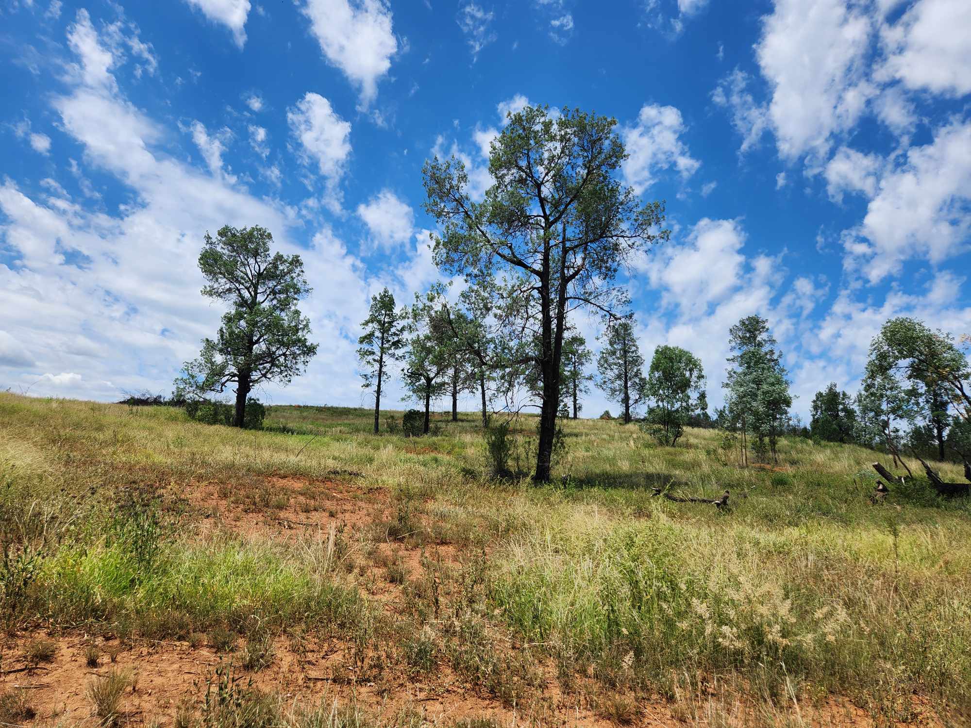 13 NARRABRI RD, BINGARA NSW 2404, 0 rūma, 0 rūma horoi, Section