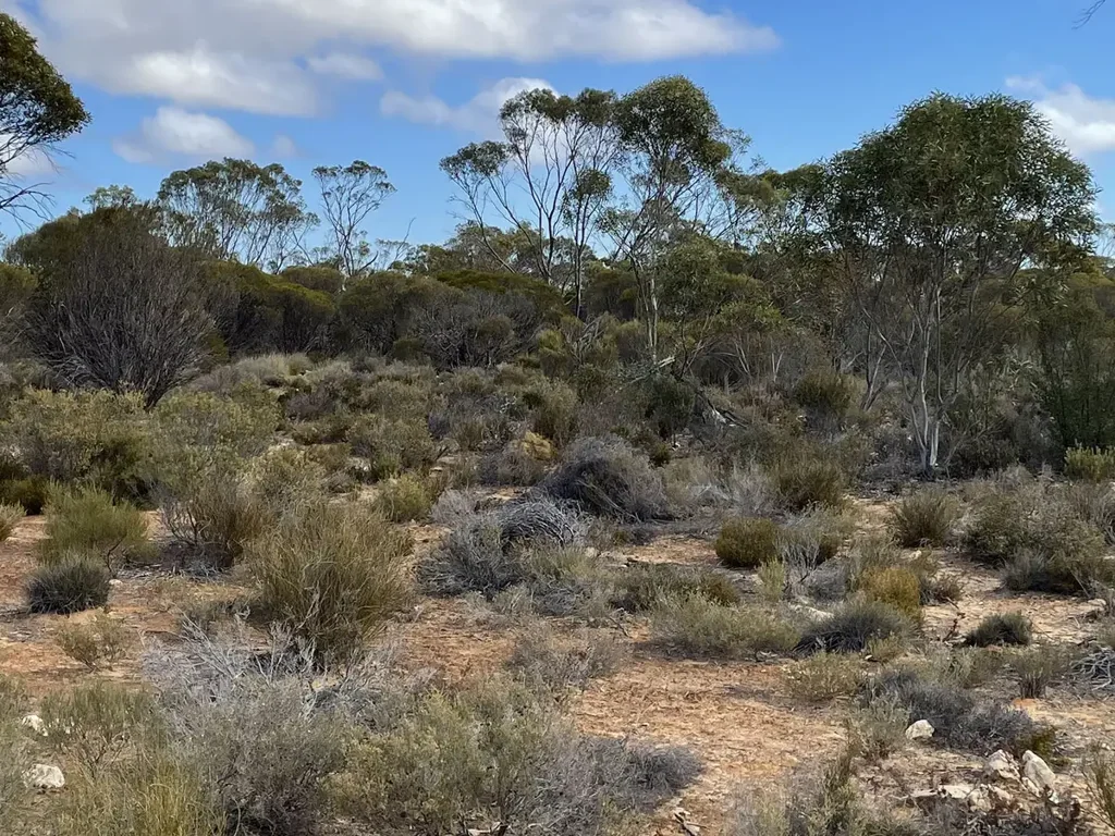 Mount Cooper An amazing property of bushland