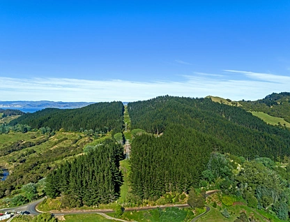 Riverside Road, Matokitoki, 0 ਕਮਰੇ, 0 ਬਾਥਰੂਮ, Forestry