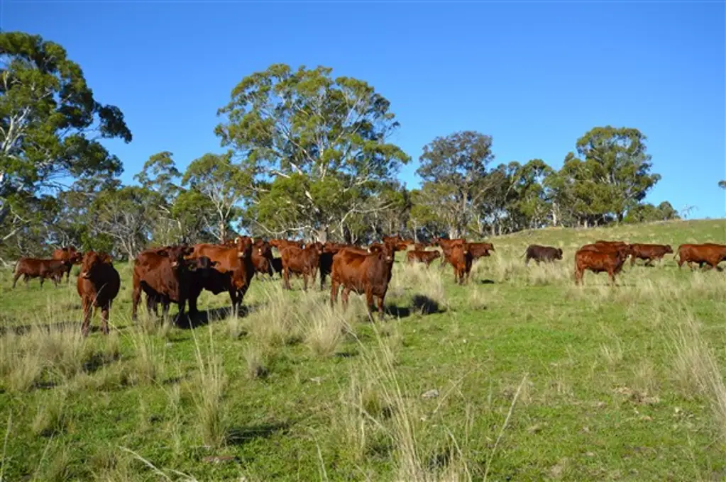 Guyra “Barembah” – An Excellent Starter Or Add On Block