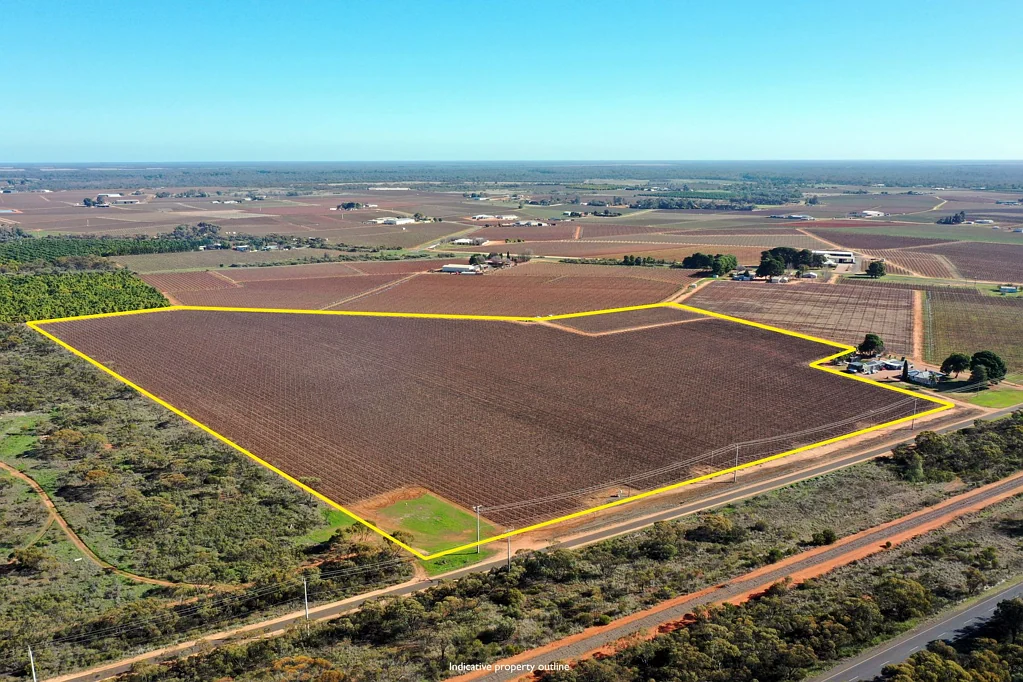 Robinvale ESTABLISHED WINEGRAPE VINEYARD - LOCATION IS KEY