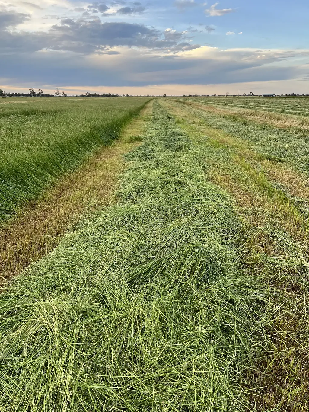 Kerang East  103 Ha (255 Acres) of Prime Irrigation Farming Land