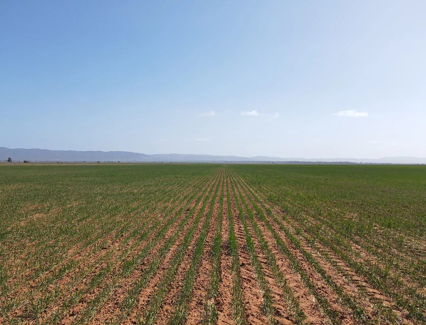 'Daly's' Collins Road, Willowie, Barossa - Yorke - Mid North, 0房, 0浴, Lifestyle Property