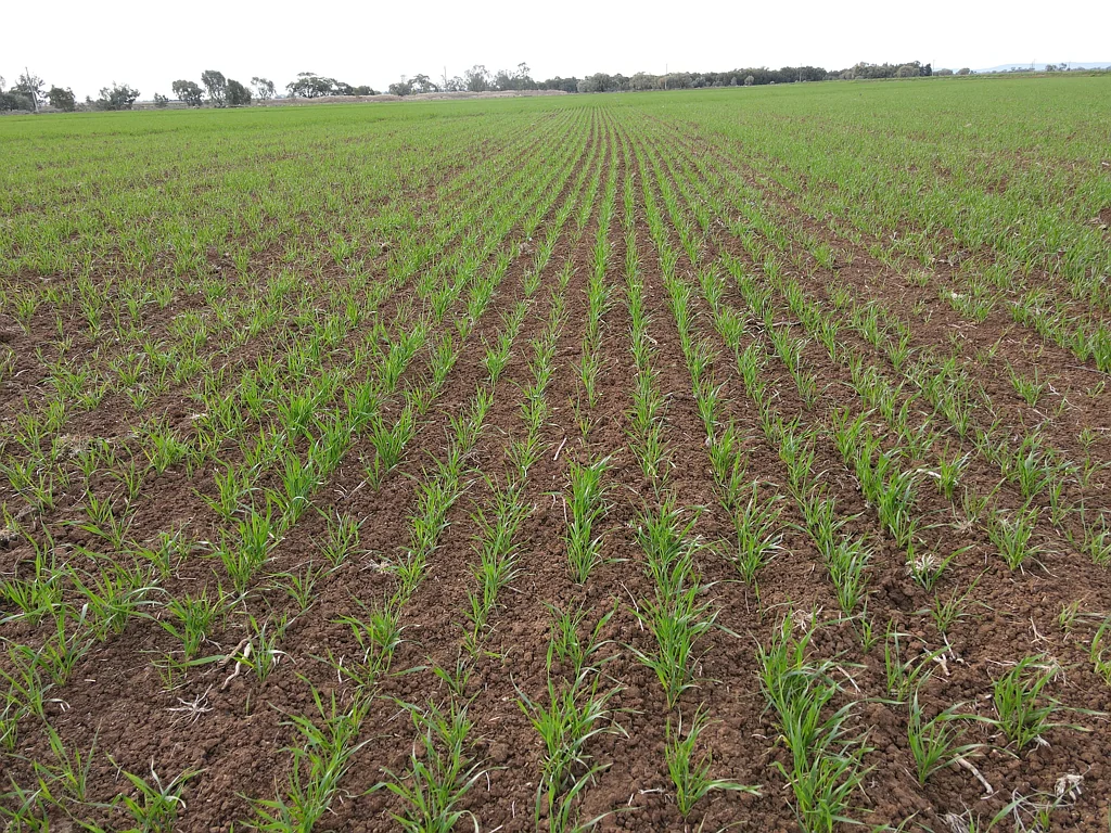 Widgelli  Irrigation Cropping Enterprise