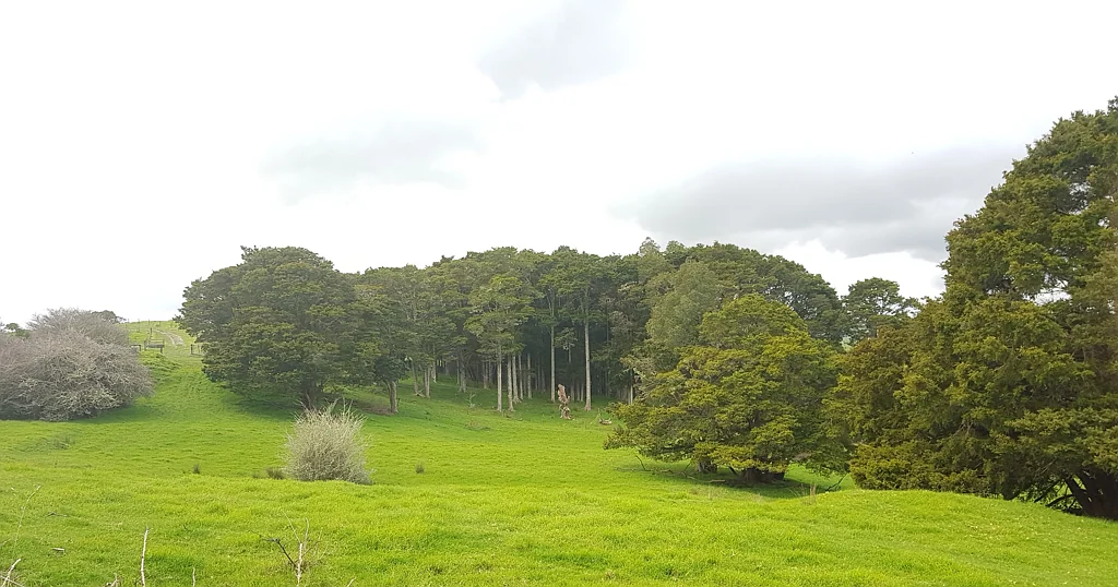 Paparoa Huge Price Reduction 37ha