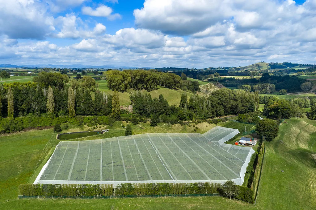 Cambridge G3 Gold - Covered Organic Kiwifruit Orchard 1.83ha