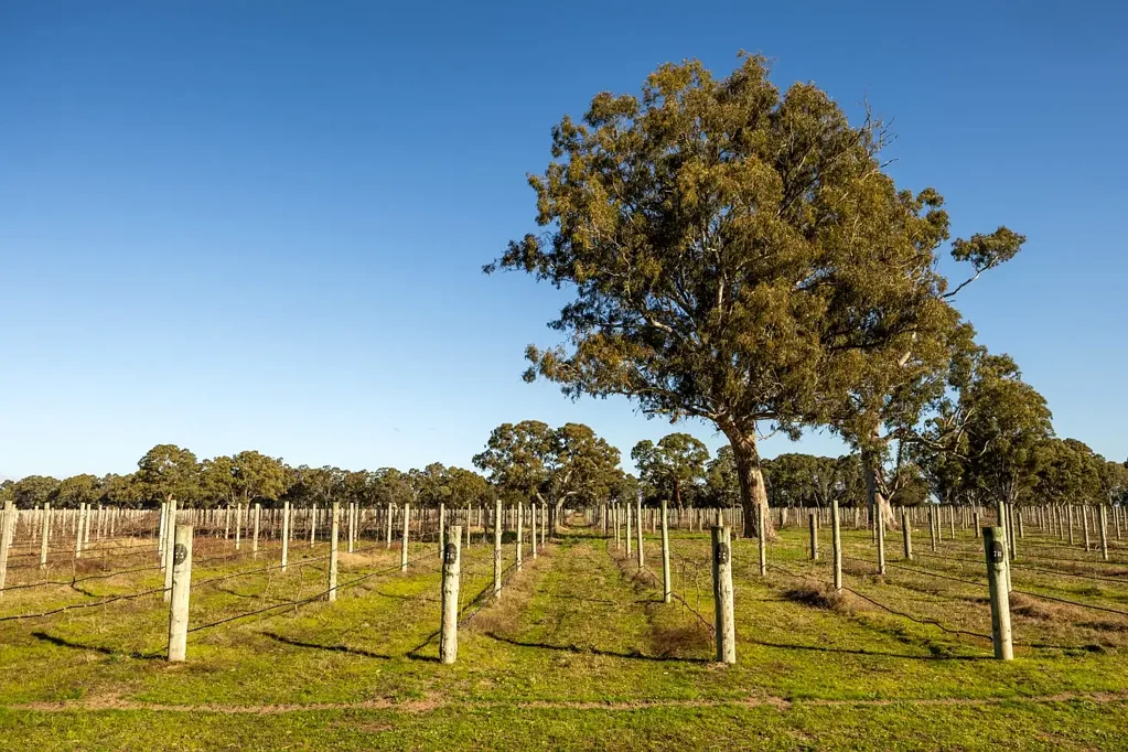 Penola A Rare Lifestyle Opportunity on 10 Hectares