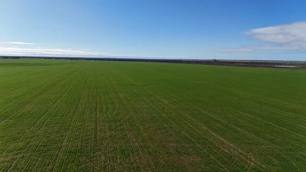 Perenjori Prime Agricultural Opportunity Awaits!