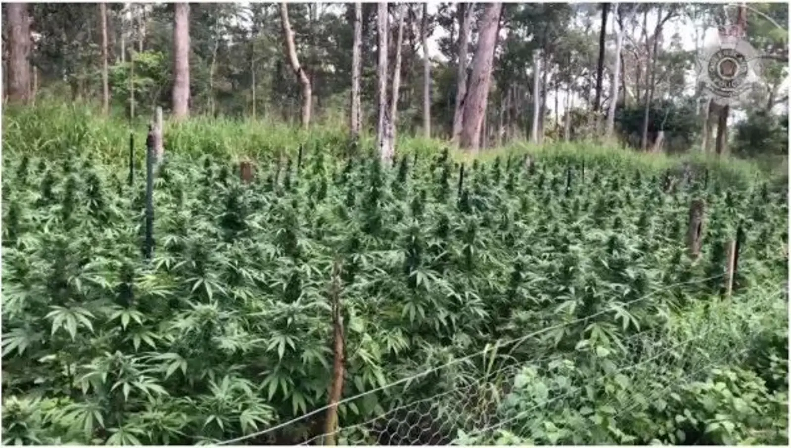 光天化日之下挑战法律，昆州发现8000多株大麻种植区，价值2000万刀