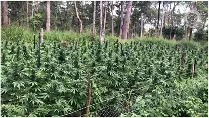 光天化日之下挑战法律，昆州发现8000多株大麻种植区，价值2000万刀