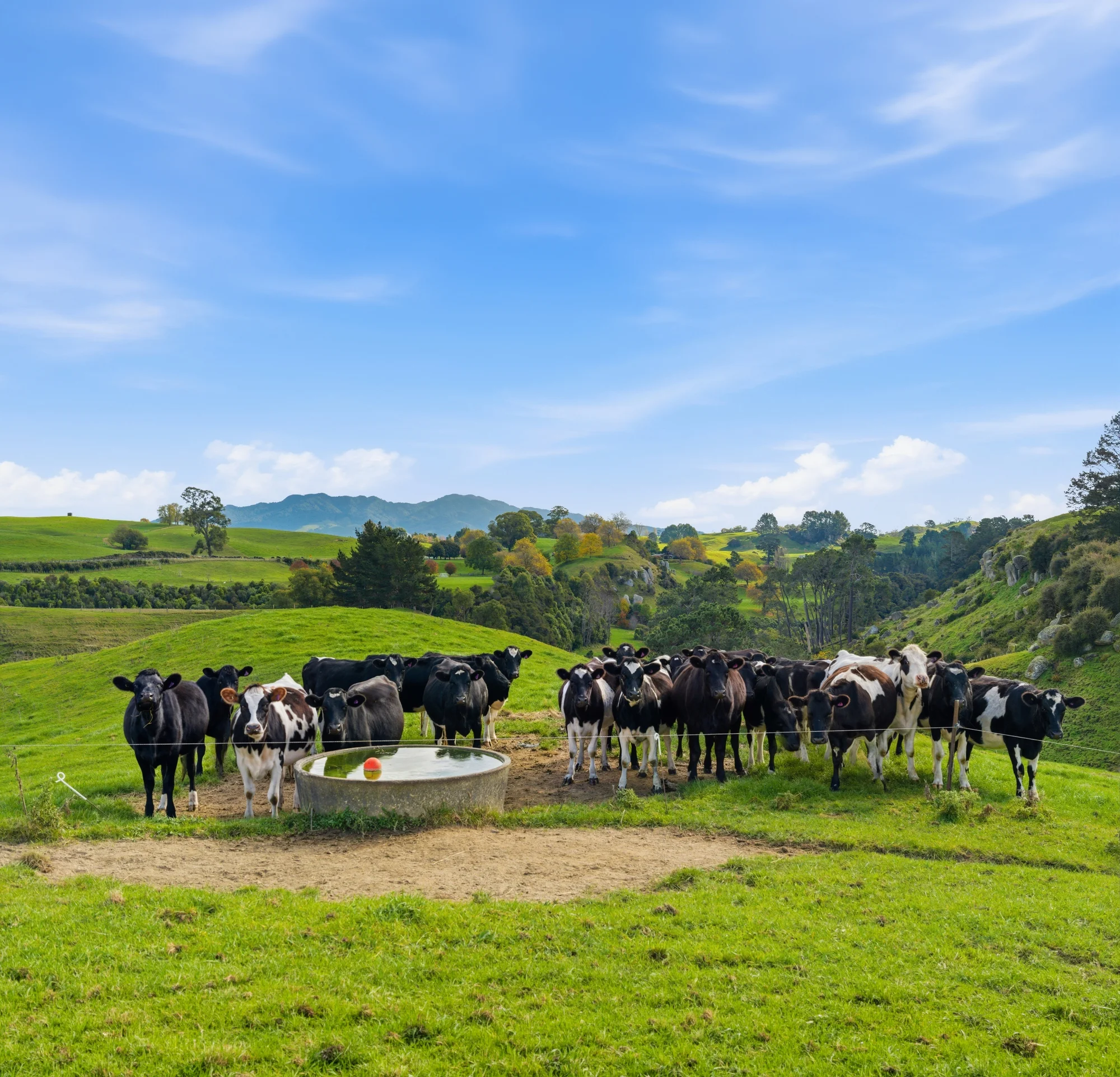 Putaruru Space to farm, build and grow