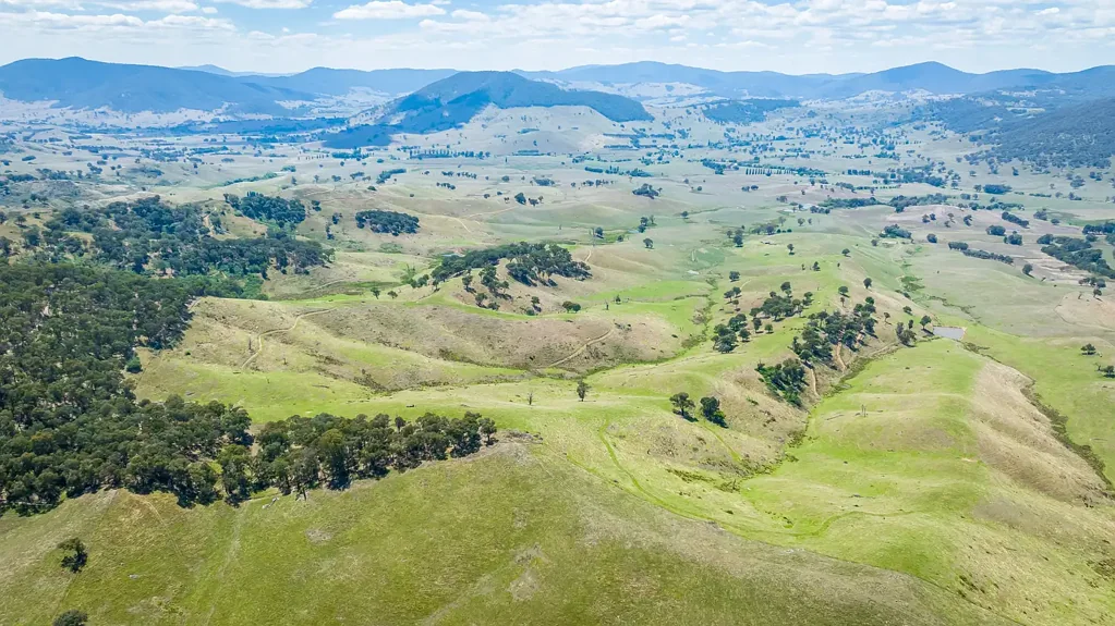 Tallangatta Valley  RELIABLE HIGH RAINFALL BEEF FATTENING OR BREEDING