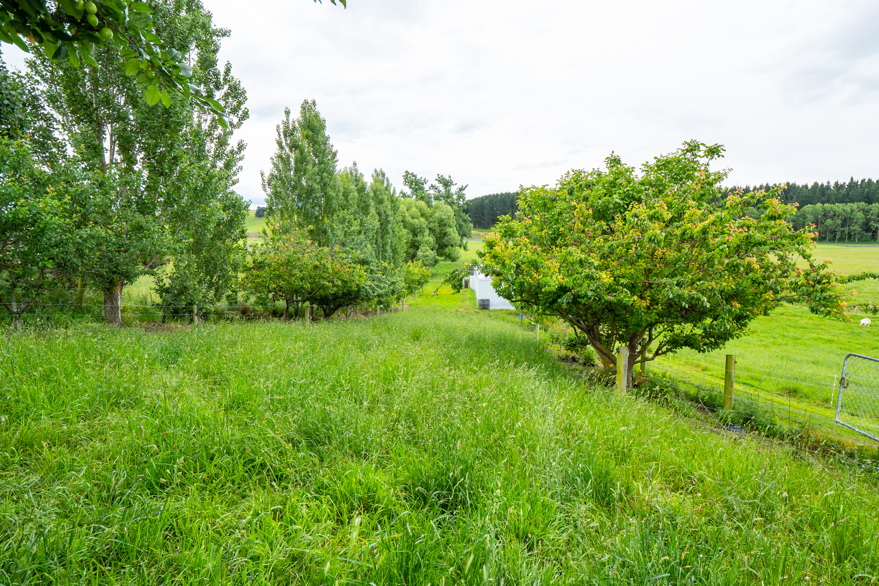 536 Rosewill Valley Road, Rosewill, Timaru, 4 રૂમ, 0 બાથરૂમ