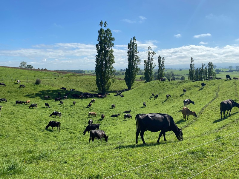 58 Scott Road, Putaruru, South Waikato, 4 rūma, 0 rūma horoi