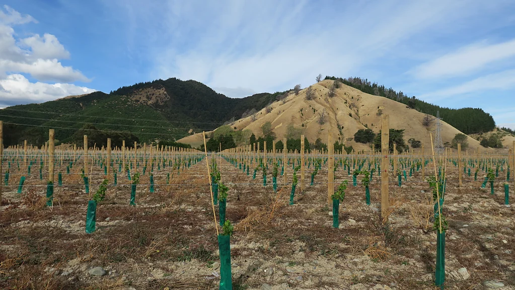Havelock Sauvignon Blanc Vineyard Development Opportunity