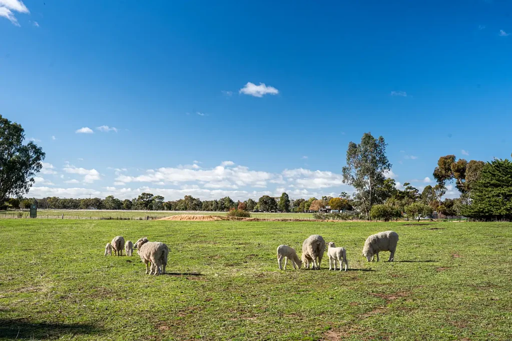 91 Harts Lane, Avoca, VIC 3467