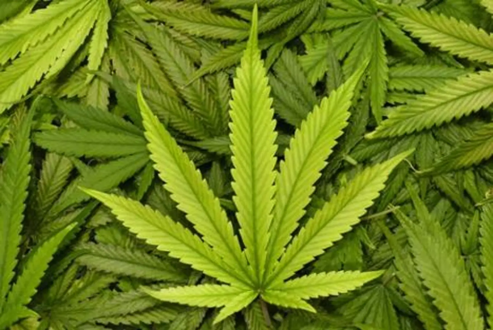 国家党：如果公众选择大麻合法化，我们将顺应民意