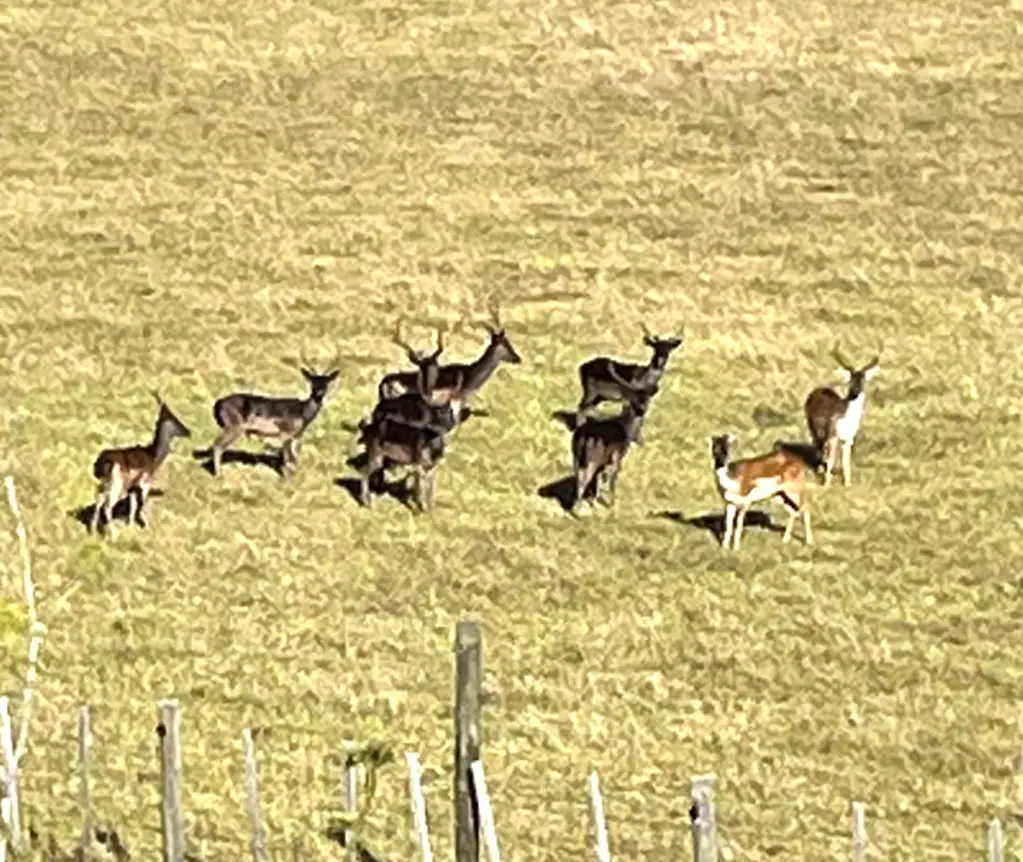 Helensville  Deer, Ducks and Pheasants