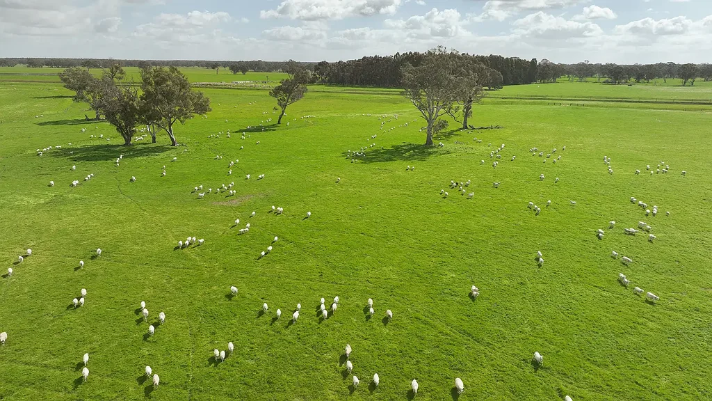 Penola HEATHFIELD