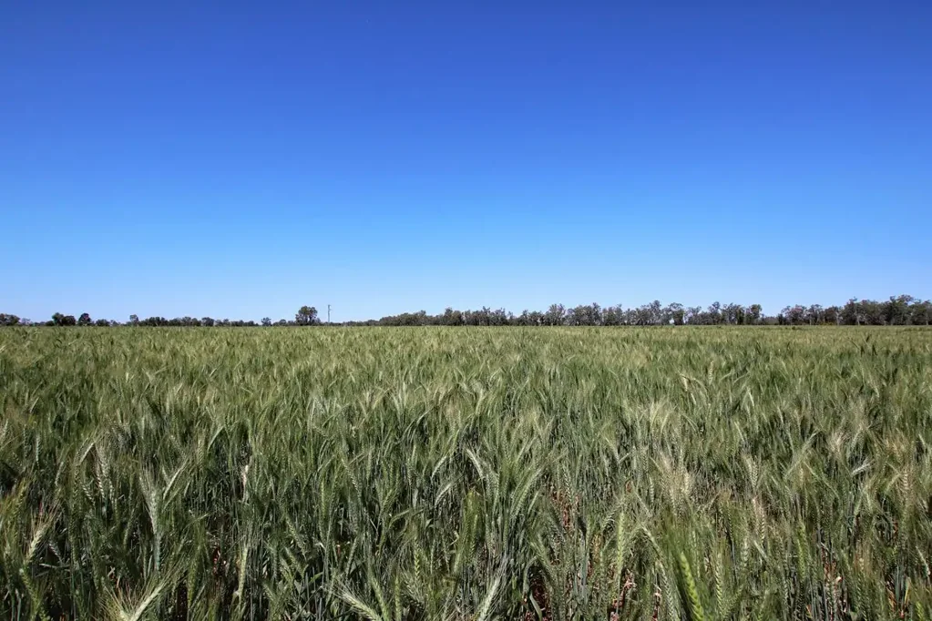 Goovigen Irrigation, Hay, Grain, Silage, Cattle