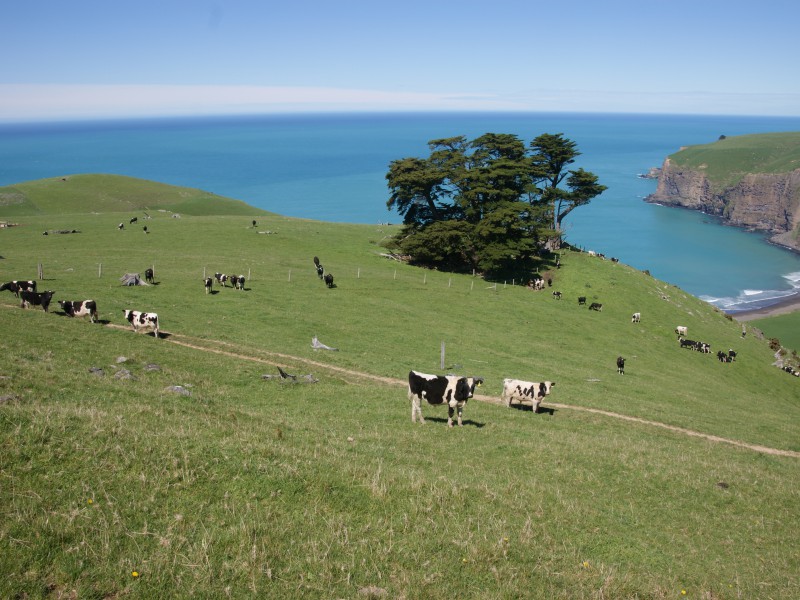 Rural Banks Peninsula